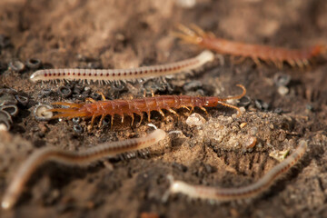 myriapods on rotten wood, Myriapoda