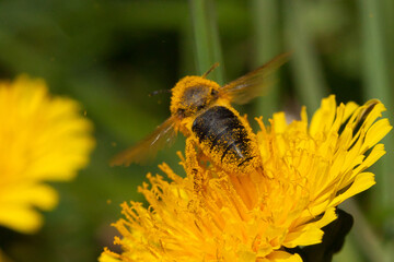 bee collecting a pollen on a flower