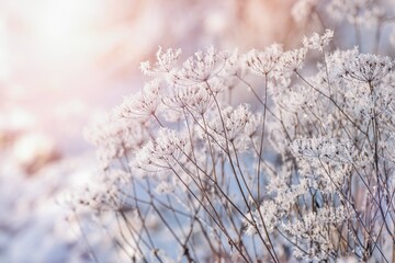 Beautiful winter scenery with frozen plants and sunshine