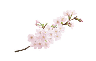 桜のイラスト リアル　枝