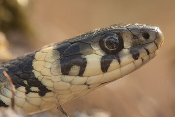 close up of a grass snake head