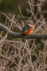 kingfisher on a tree