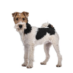 Cute Fox Terrier dog pup standing facing front. Looking at camera with curious dark eyes. Isolated cutout on transparent background.