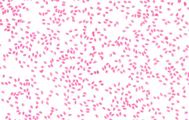 Fish blood, smear, 80X light micrograph. Fish blood erythrocytes with micronucleus, under the light...