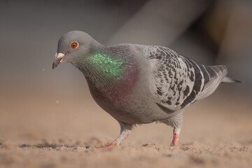 pigeon on the sand