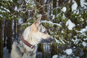 Dog German Shepherd outdoors in the forest in a winter day. Russian guard dog Eastern European Shepherd in nature on the snow and white trees covered snow