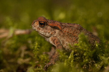 common toad on the moss