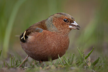 closeup of a chaffinch in the grass