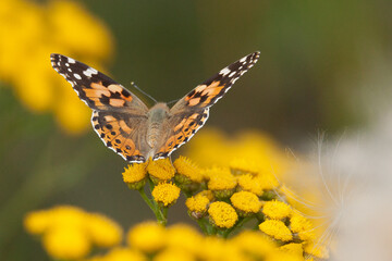 Tansy flowers with a butterfly, Tanacetum, vulgare, perennial herbaceous flowering plant,butterfly on flower