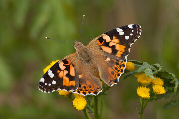 Fototapeta na wymiar painted lady, Vanessa cardui, butterfly on flower