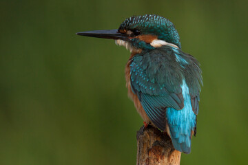 portrait of kingfisher on a branch