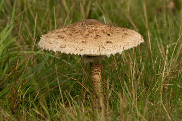 parasol mushroom, Macrolepiota procera,  basidiomycete fungus