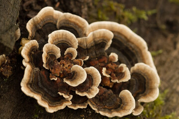mushrooms on the tree,  polypore mushroom, Trametes versicolor, Coriolus versicolor, Polyporus versicolor 