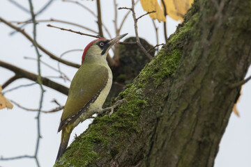 green woodpecker on a tree, picus viridis