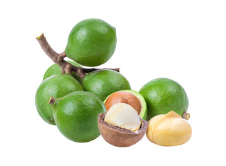 macadamia nuts  isolated on transparent png