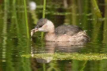 Little grebe, Tachybaptus ruficollis, dabchick with fish in beak