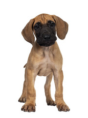 Handsome naughty fawn / blond Great Dane puppy, standing facing front Looking beside lens with dark shiny eyes. Isolated cutout on transparent background.