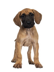 Handsome naughty fawn / blond Great Dane puppy, standing facing front Looking beside lens with dark...