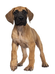 Obraz premium Handsome fawn / blond Great Dane puppy, walking towards camera. Looking beside lens with dark shiny eyes. Isolated cutout on transparent background. One paw in air for movement.