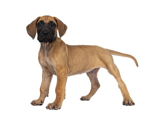 Handsome fawn / blond Great Dane puppy, standing side ways. Looking straight at lens with dark shiny eyes. Isolated cutout on transparent background.