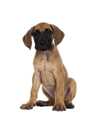 Handsome naughty fawn / blond Great Dane puppy, sitting facing front Looking straight to lens with dark shiny eyes. Isolated cutout on transparent background.