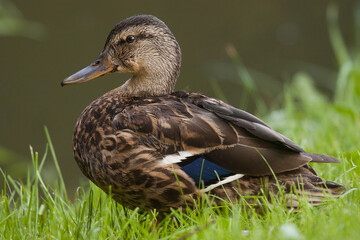 mallard duck female in the grass, anas platyrhynchos