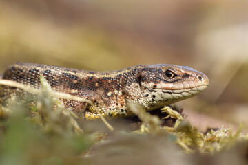 closeup of a lizard