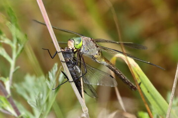 dragonfly eating another dragonfly, lesser emperor and libellula sp.