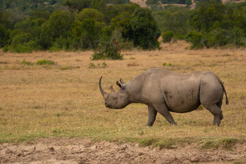 White Rhinoceros Ceratotherium simum Square-lipped Rhinoceros at Khama Rhino Sanctuary Kenya Africa.