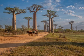 Keuken spatwand met foto Beautiful Baobab trees at sunset at the avenue of the baobabs in Madagascar © vaclav