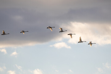 夕暮れの空を飛ぶ白鳥