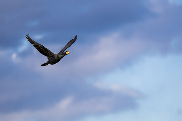 夕暮れの空を飛ぶカワウ