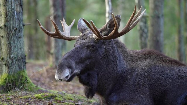 Moose bull with big antlers close up in forest. Raw footage