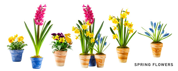 Spring flowers in pot set. PNG with transparent background. Flat lay. Without shadow.