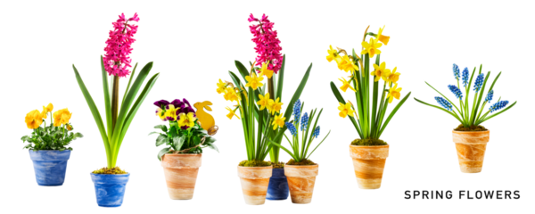 Spring flowers in pot set. PNG with transparent background. Flat lay. Without shadow.