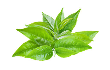 green tea leaf isolated on transparent png