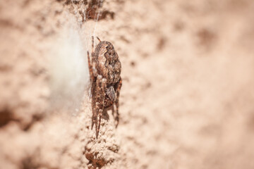 arachnophobic spider, phobia, arachnophobia, intense instinctive response, phobia therapy