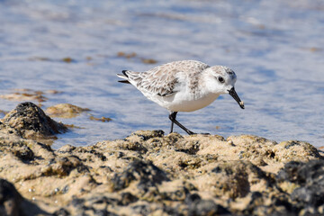 Sandpiper at the beach in Fuerteventura, Canary islands, Spain