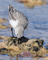 Sandpiper at the beach in Fuerteventura, Canary islands, Spain