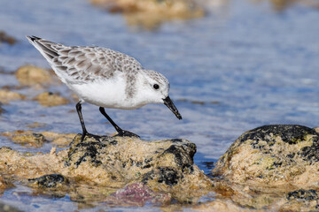 Sandpiper at the beach in Fuerteventura, Canary islands, Spain