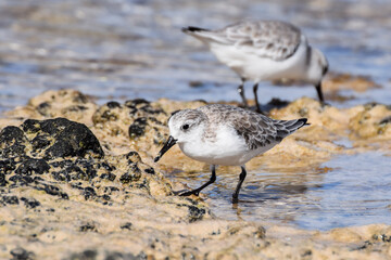 Sandpiper at the beach in Fuerteventura, Canary islands, Spain