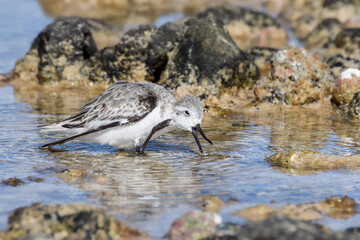 Sandpiper at the beach in Fuerteventura, Canary islands, Spain