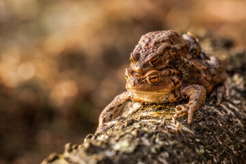 amplexus of common toad, bufo bufo
