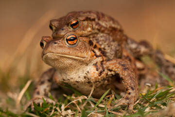copulating toand, amplexus