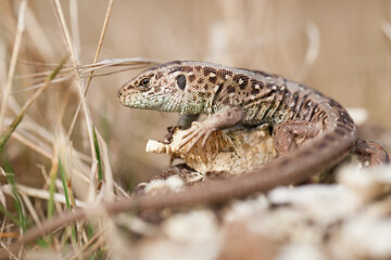 lizard on a stone