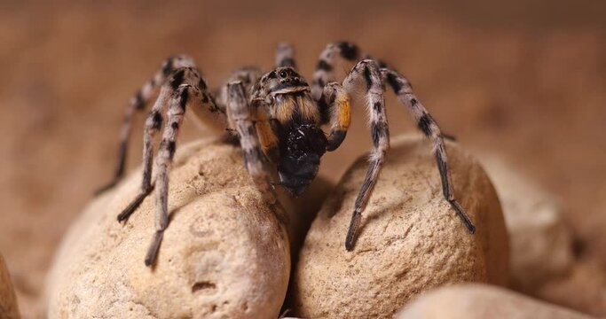 Lycosa singoriensis spider close-up portrait in natural inhabitat