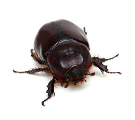 Beetle isolated on white