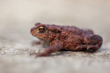 young specimen of common toad, bufo bufo