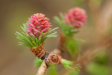 the larch