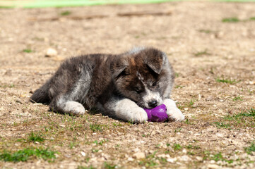 portrait chiot akita tigré couché au sol 